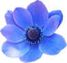 Watercolor Blue Flower